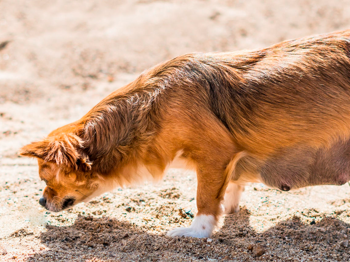 Pregnant Chihuahua standing on a sandy beach.