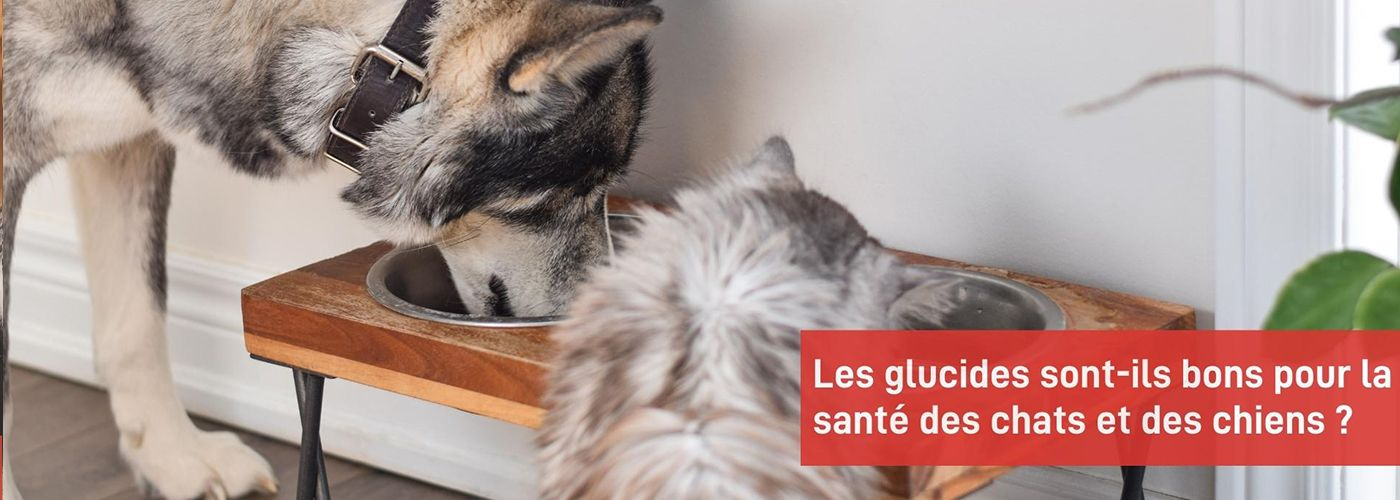 Les glucides ont un intérêt nutritionnel pour les chats et les chiens