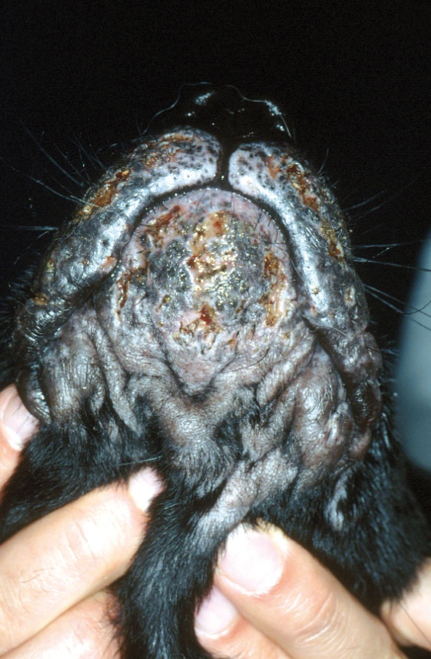 Figure 3. Cellulite juvnile svre sur le menton dun chiot. Robert Kennis