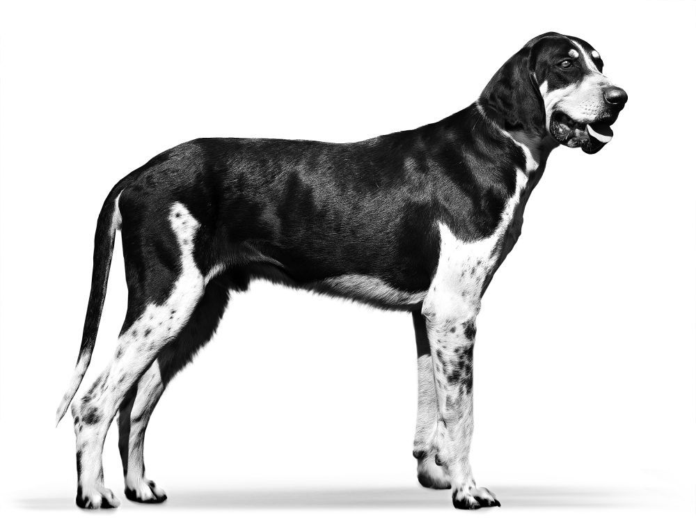 Great Anglo-French White and Black Hound in black and white