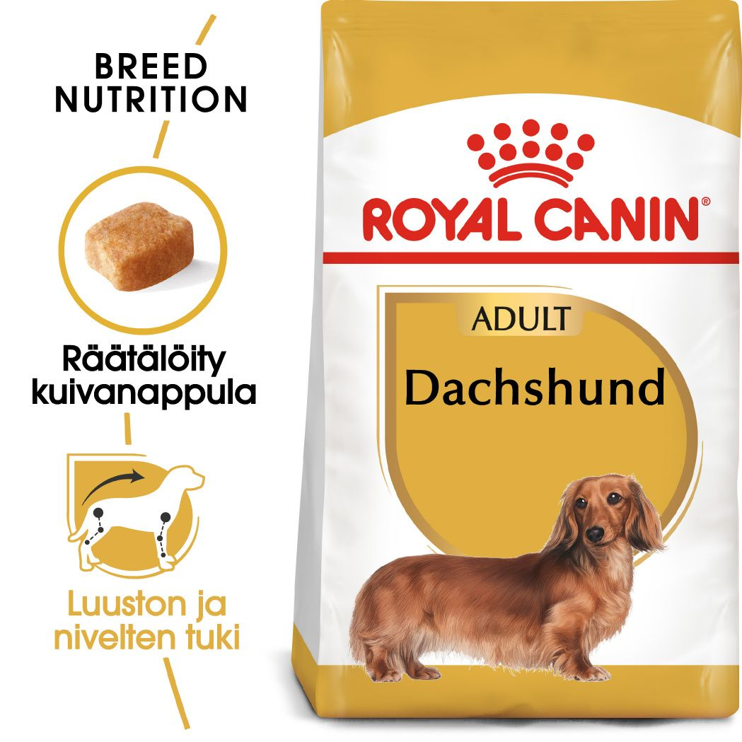 Dachshund Adult