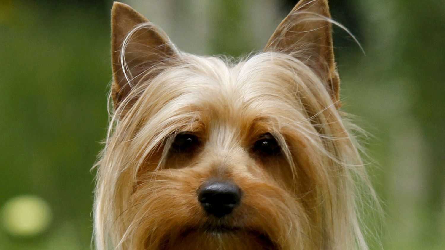 Close-up of Australian Silky Terrier looking at camera