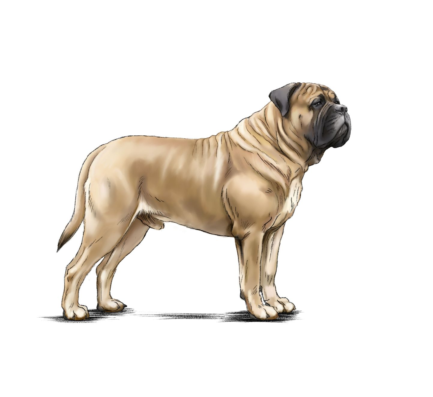 Mastiff adult in black and white