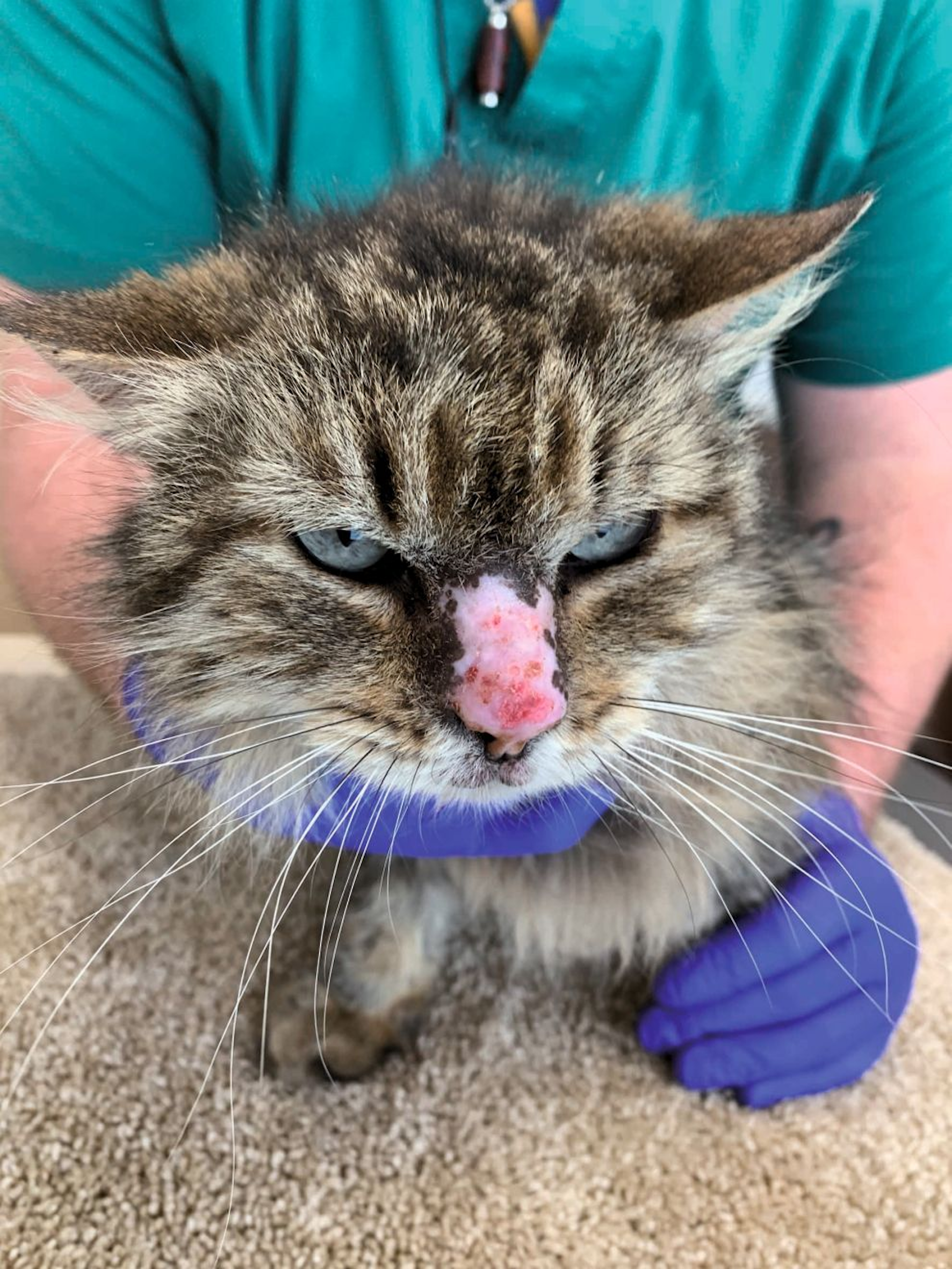 A 13-year-old female spayed DLH outdoor-only cat with mosquito bite hypersensitivity, demonstrating seasonal alopecia, crusting and erosion of the nasal planum and bridge of the nose. 