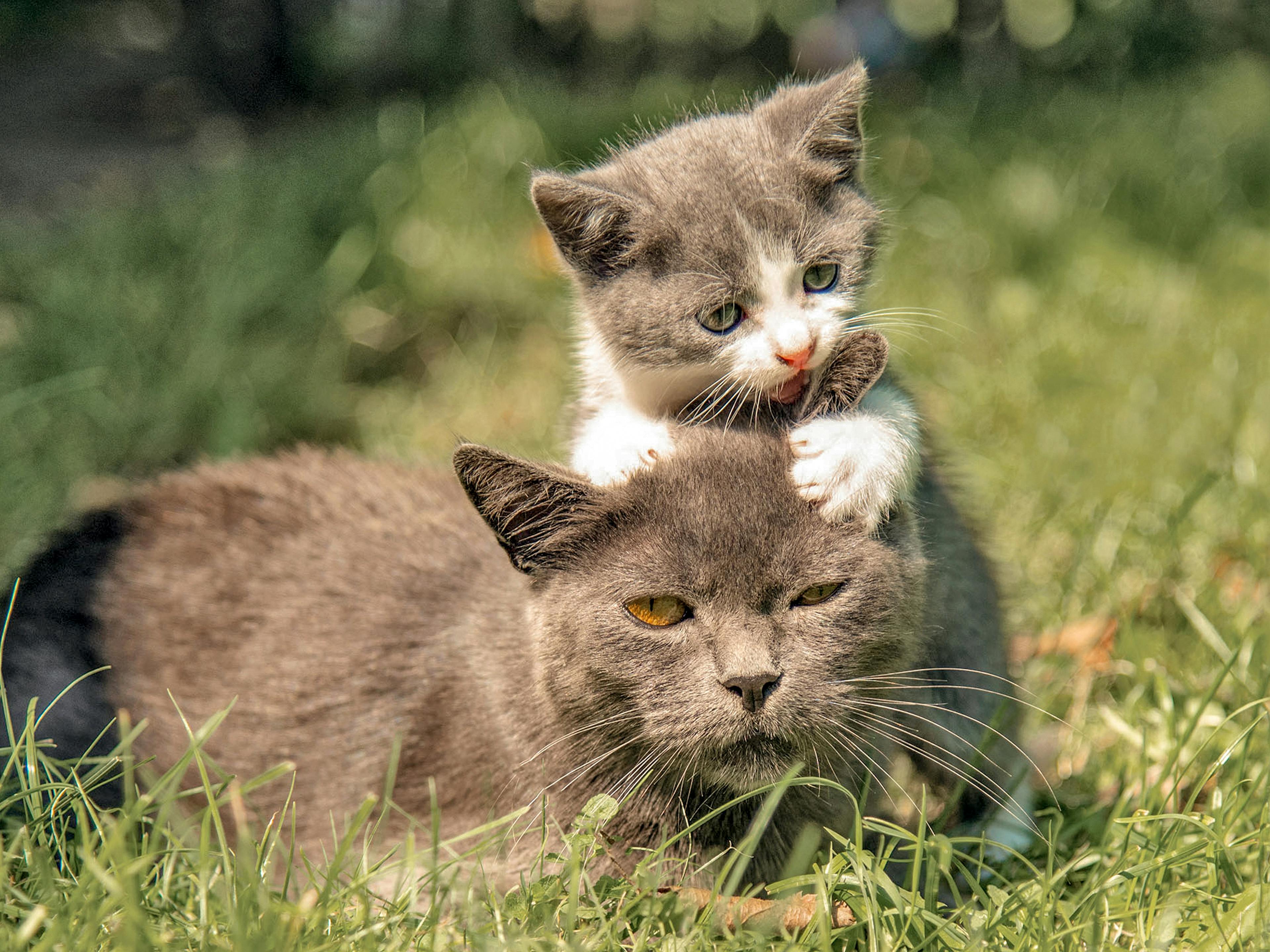 Yavru Kedi Besleme ve Beslenmesi Royal Canin