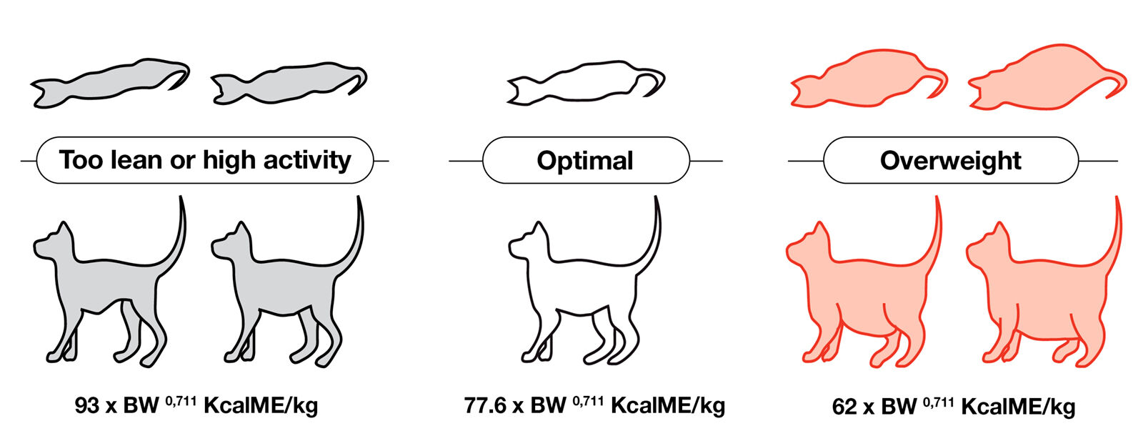 Figure 1. Energy requirements (in Kcal ME/kg bodyweight) and lifelong optimal body condition (modified from (7), (8) & (9)).
