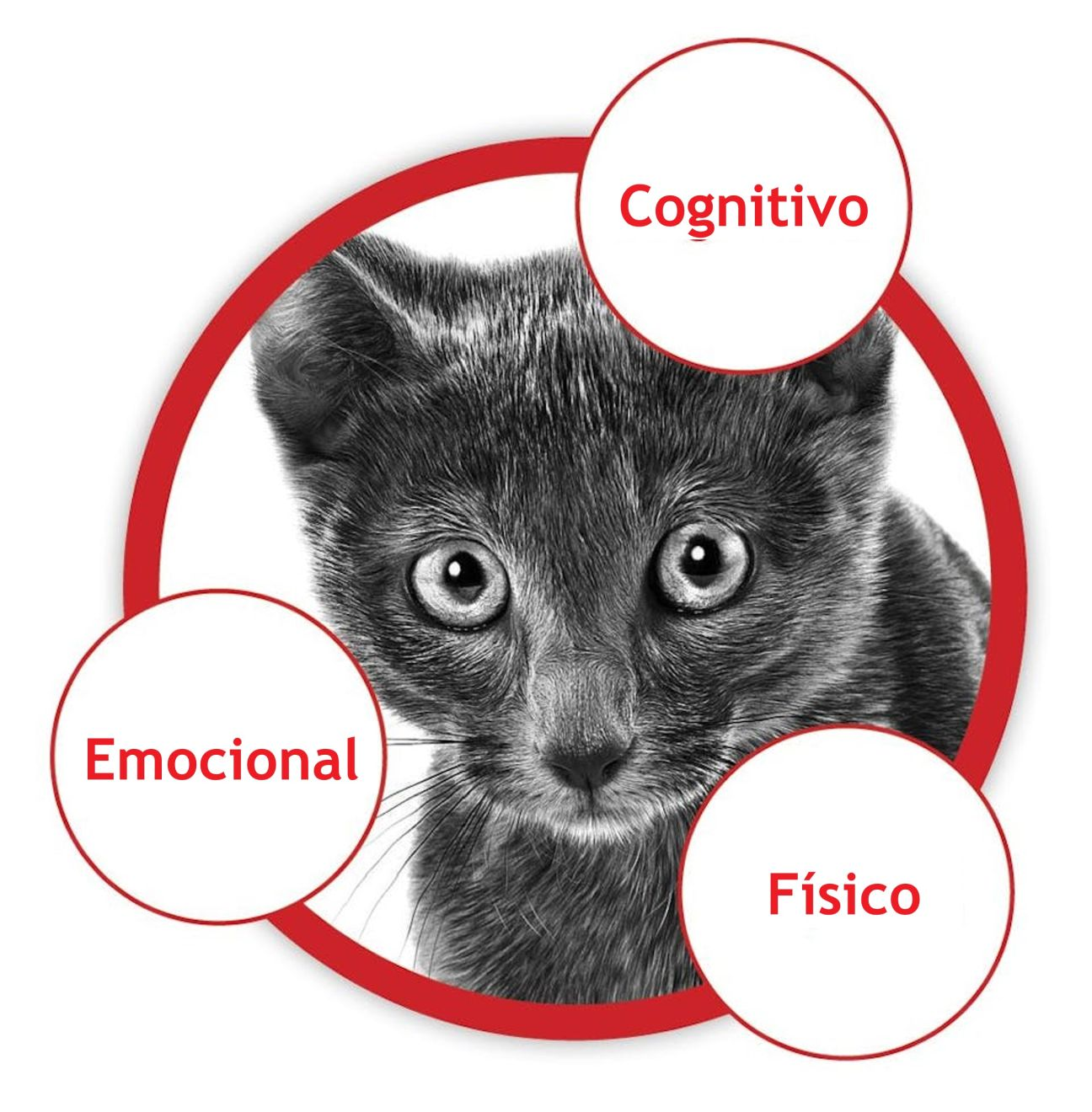 A tríade da saúde do gato doméstico: bem-estar físico, cognitivo e emocional