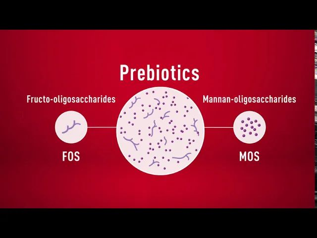 gastrointestinal-health