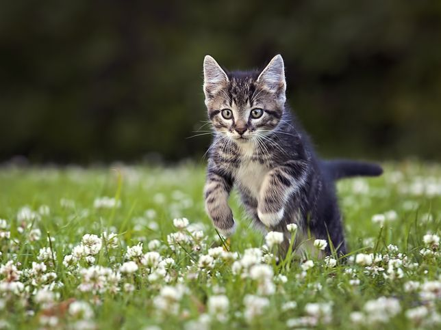 Kitten jumping through flowers