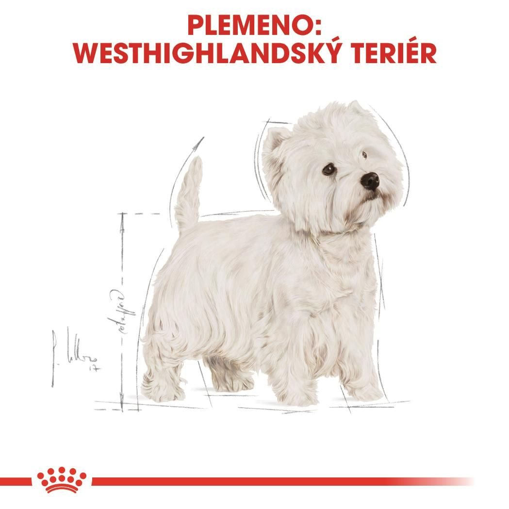 WEST HIGHLAND WHITE TERRIER Adult