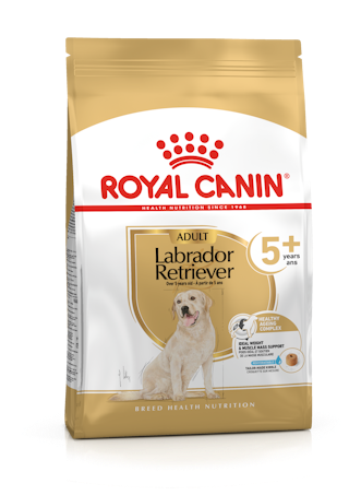 Labrador Retriever 5+