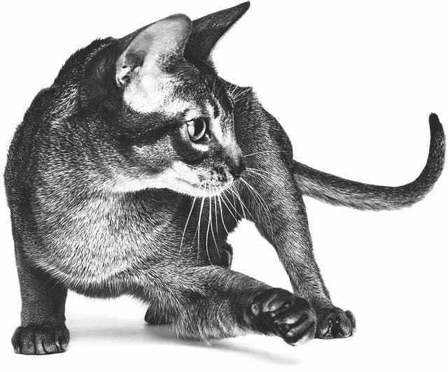 Abyssinian adult standing in black and white on a white background
