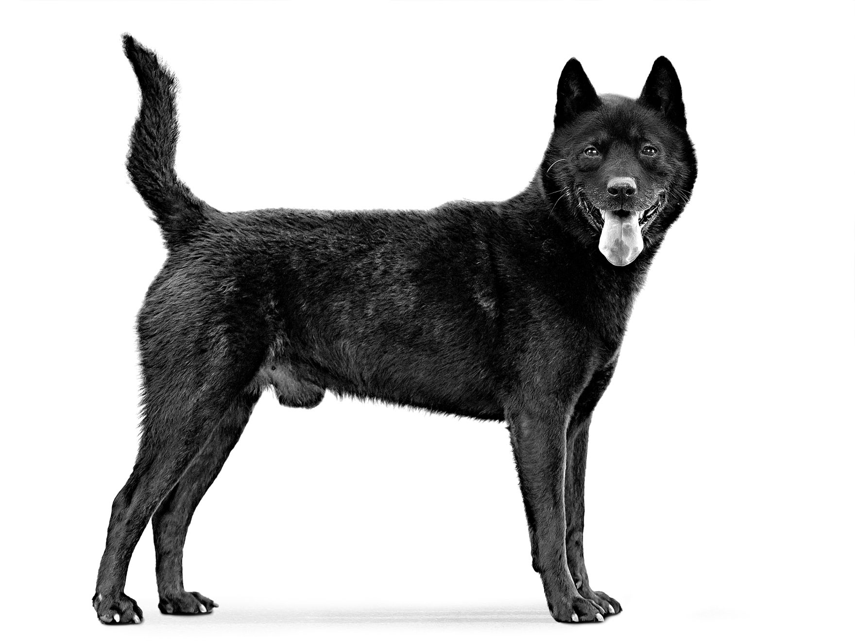 Kai Ken adulto in bianco e nero