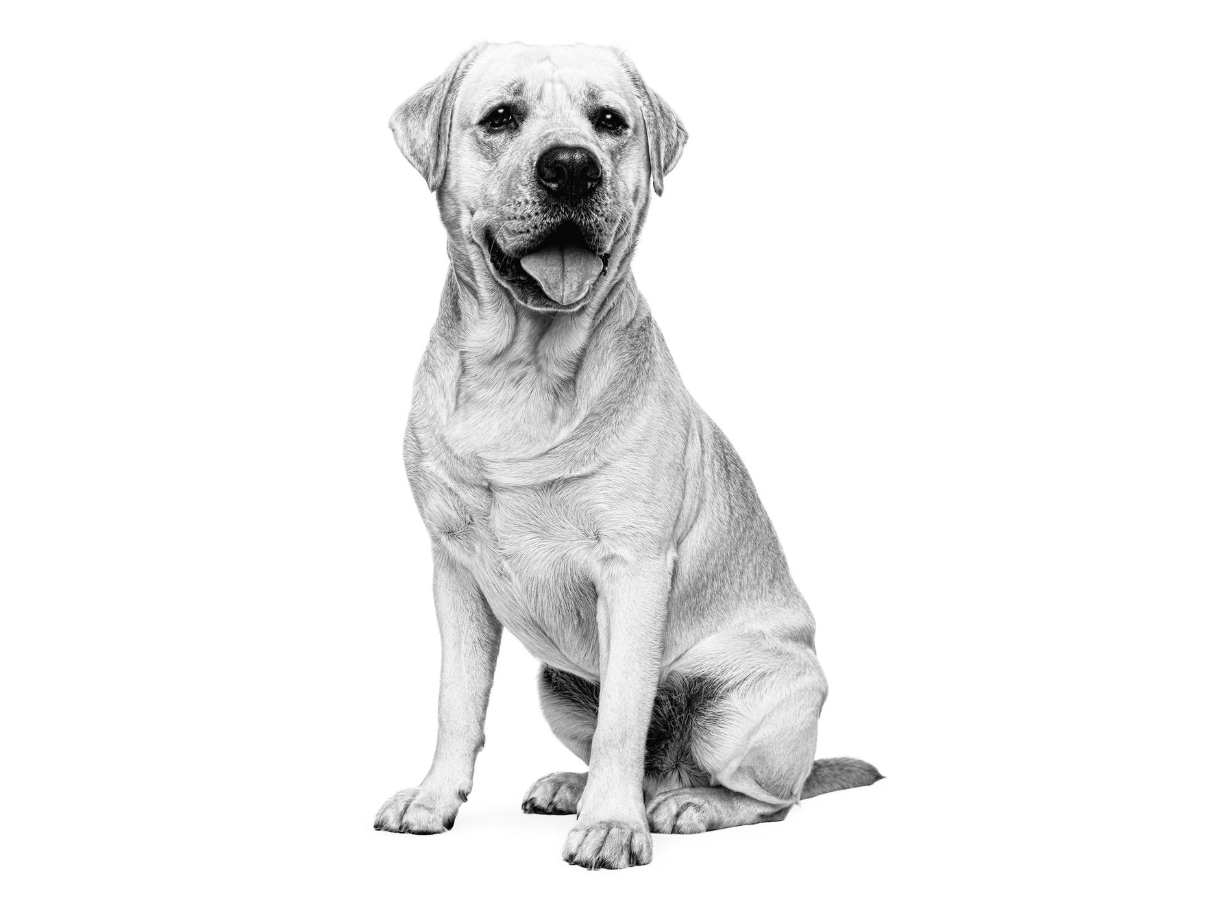 Black and white Labrador Retriever sitting down