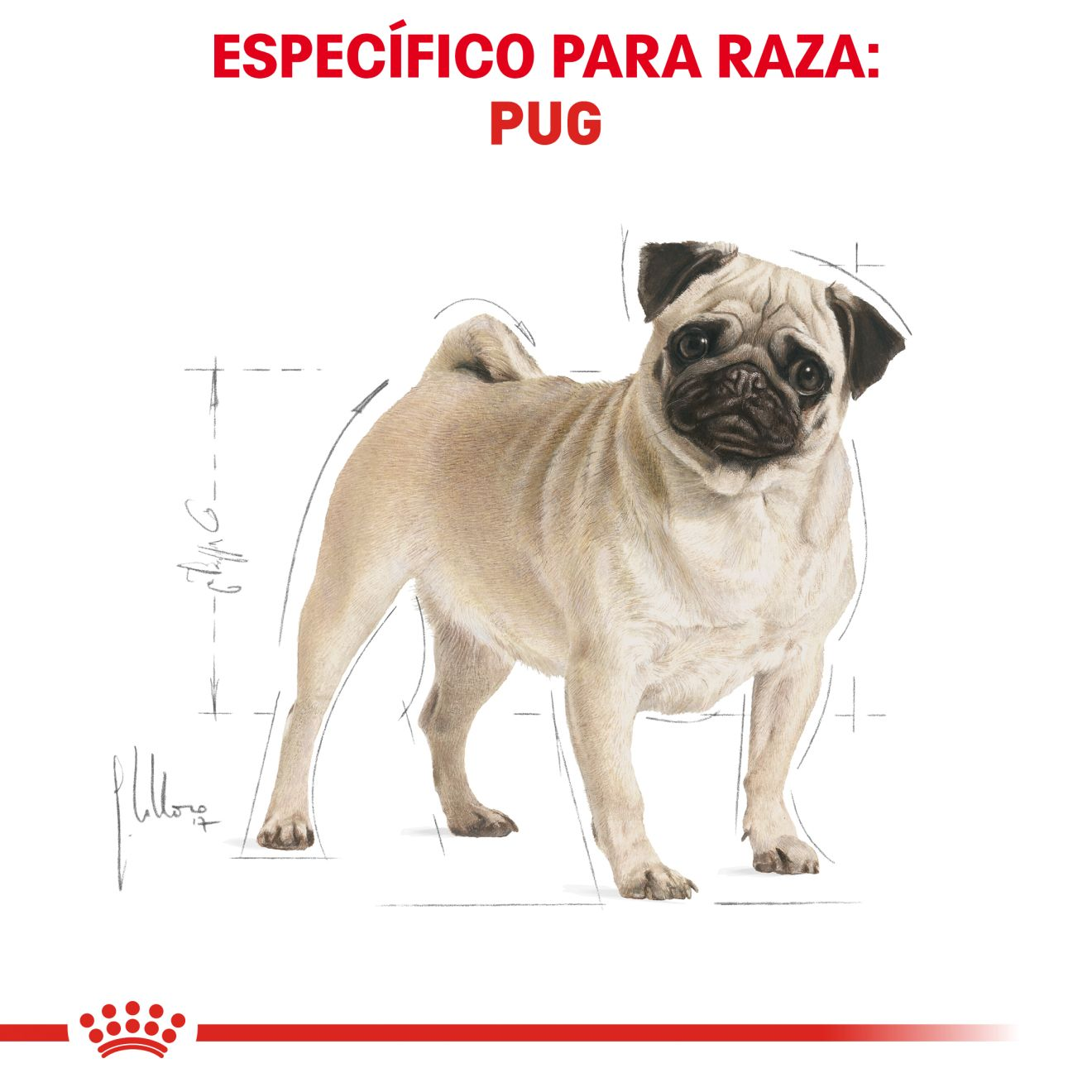 Pug Adulto