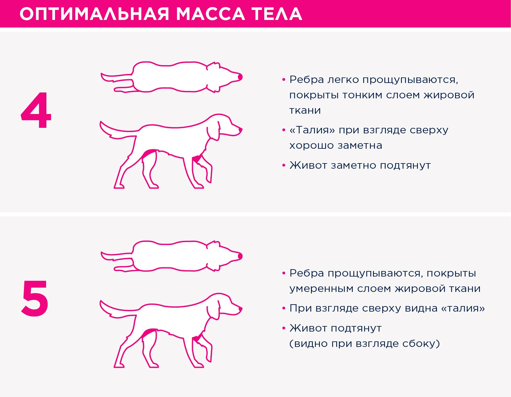 Как отучить собаку тянуть поводок | arenda-podyemnikov.ru