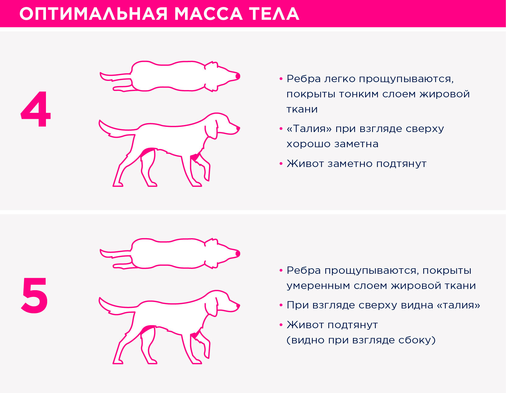 Велосипедист и защита от собак