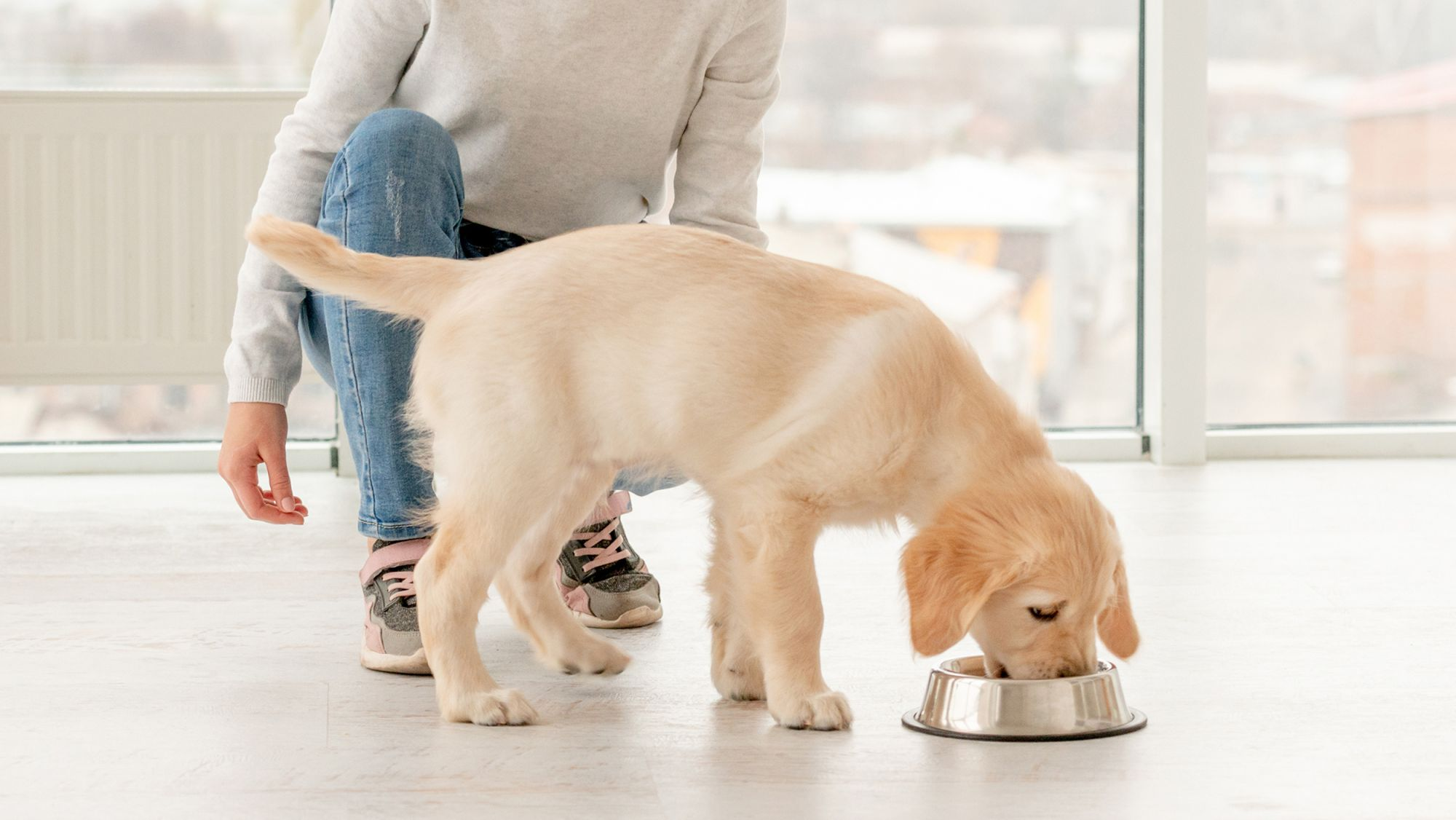 Cachorro comiendo de un recipiente de metal, junto con un niño en cuclillas a lado del cachorro