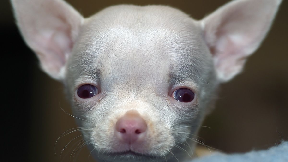 L’hydrocéphalie canine