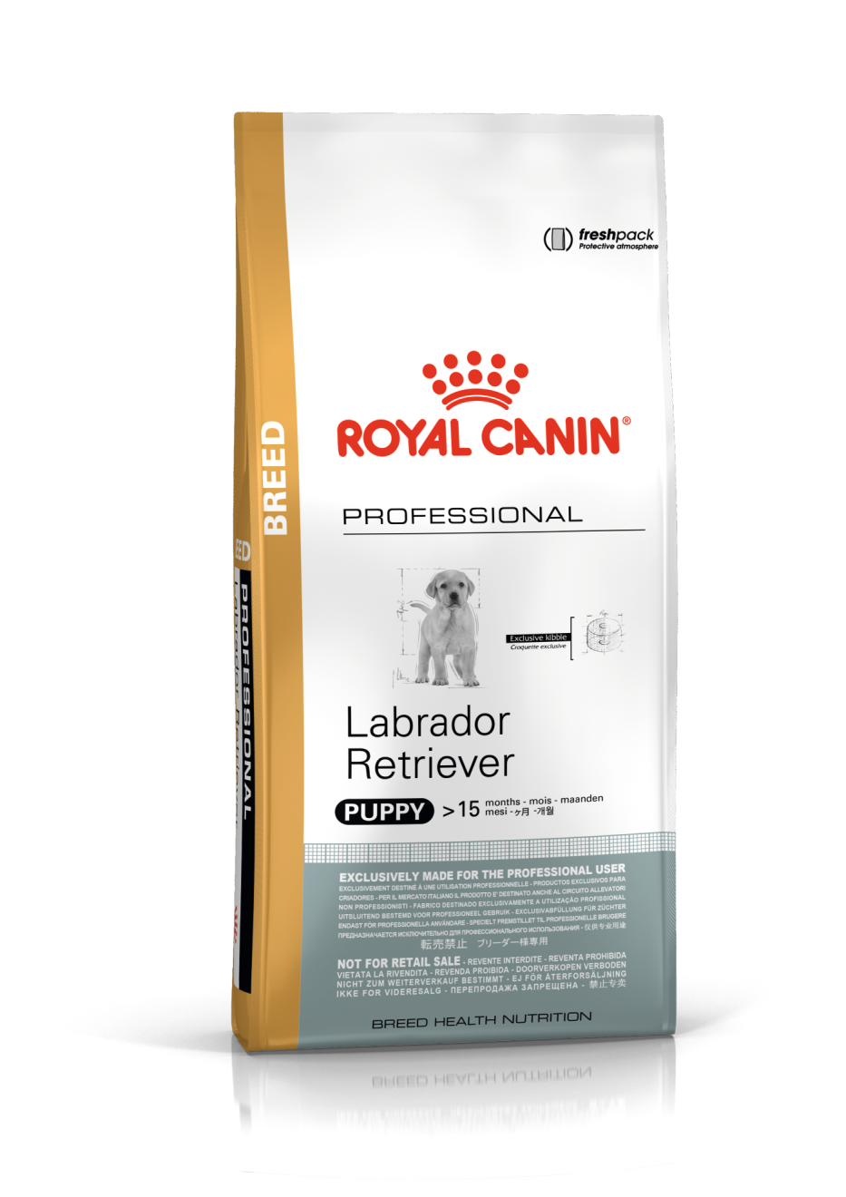 Labrador Puppy 16kg