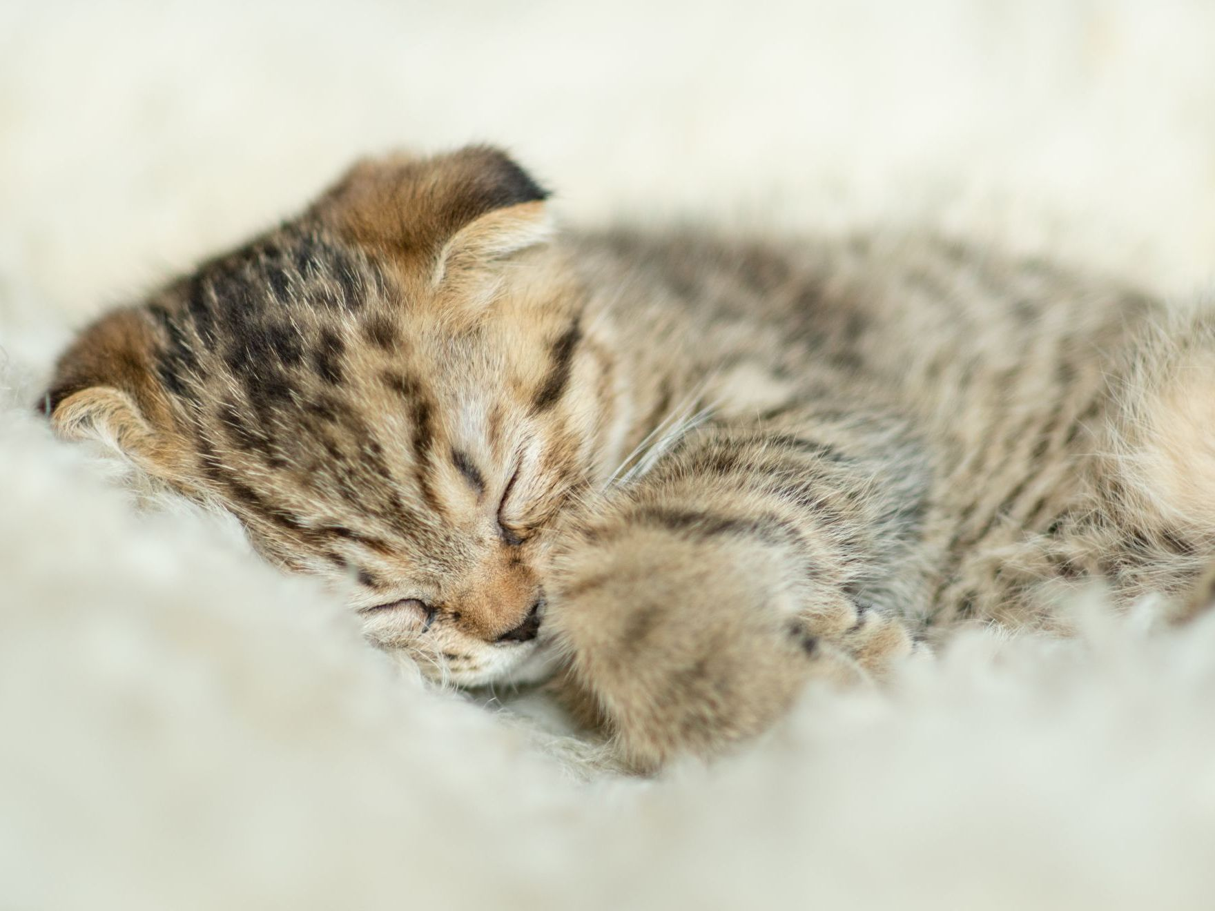 cozy and small kitten sleeps on a bed at home