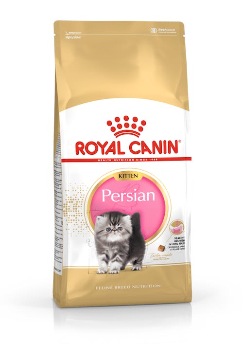 Persian Kitten (Персиан киттен)