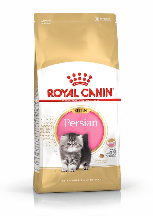 Persian Kitten (Персиан киттен)