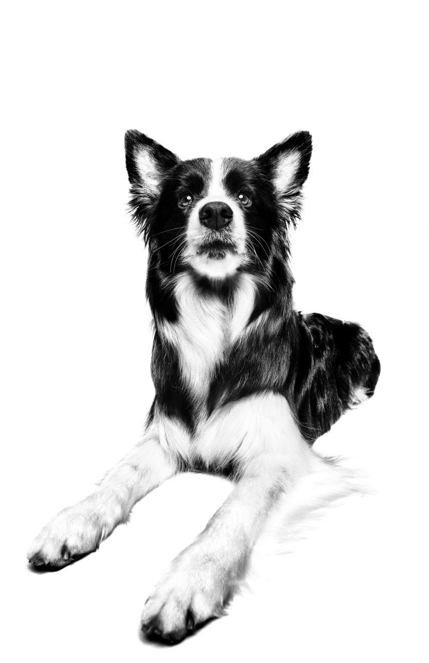 Tailored nutrition for medium dogs Royal Canin AU