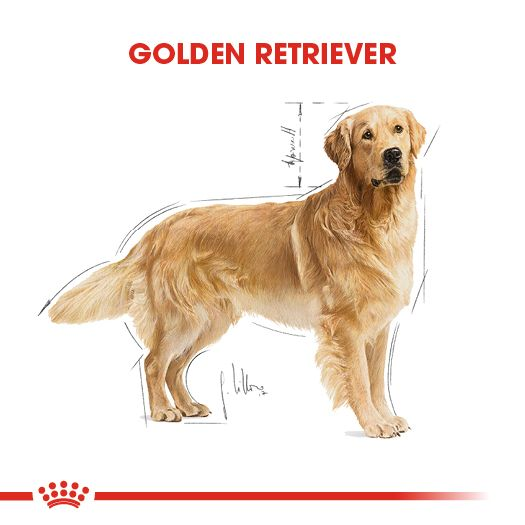 Golden Retriever Adult