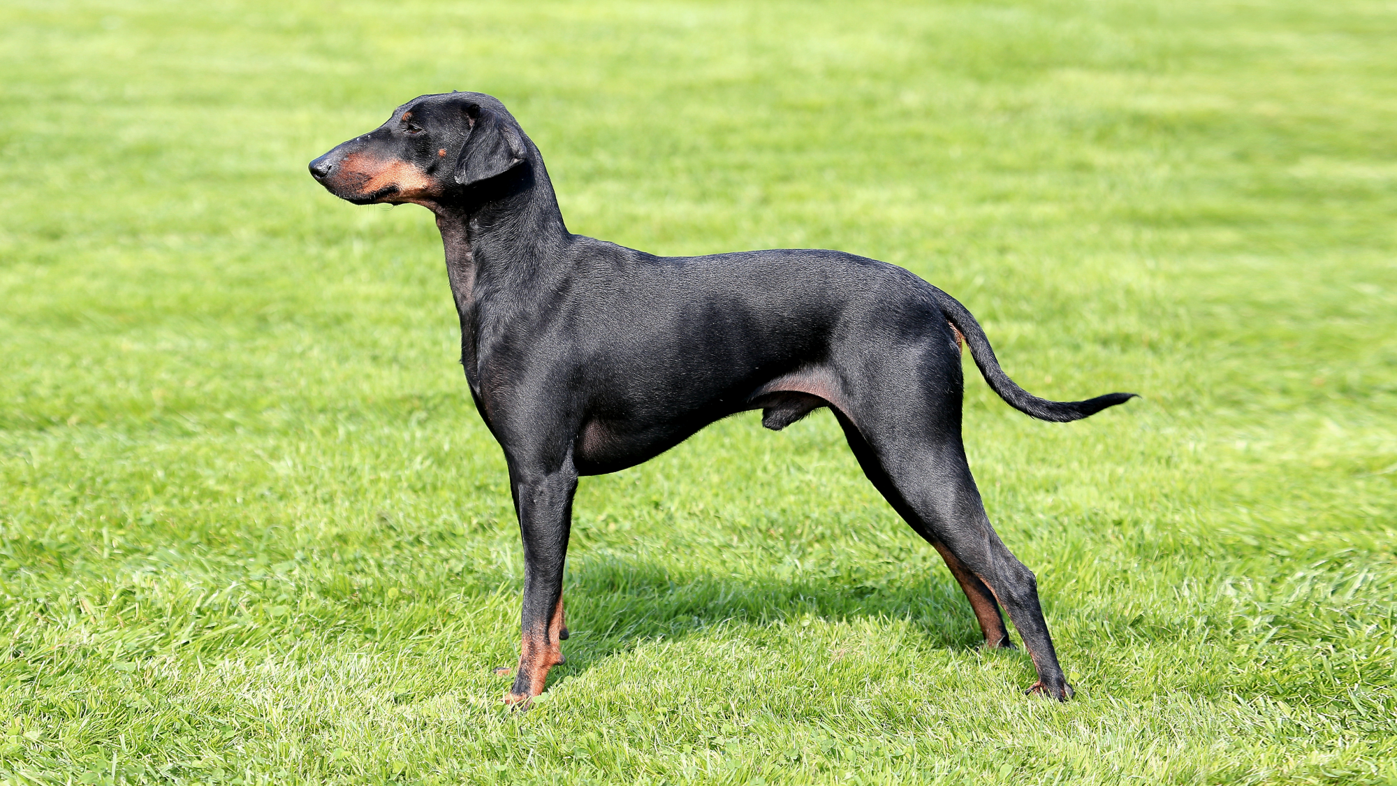 Side view of Manchester Terrier standing on grass