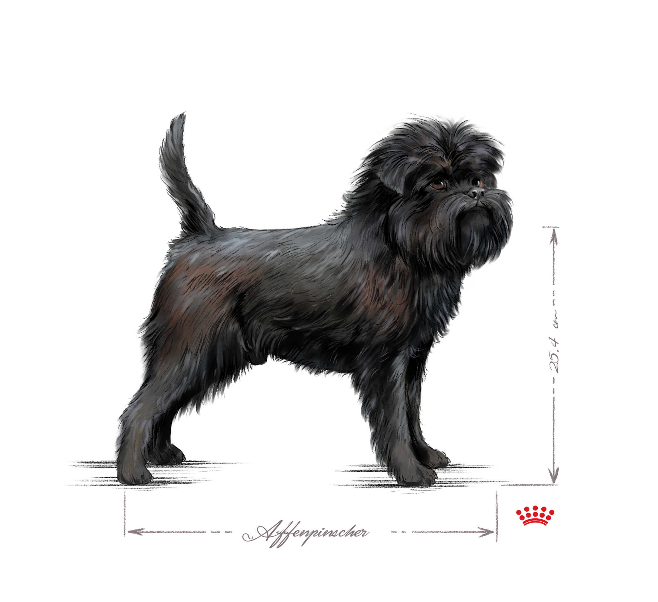 Affenpinscher adult standing black and white