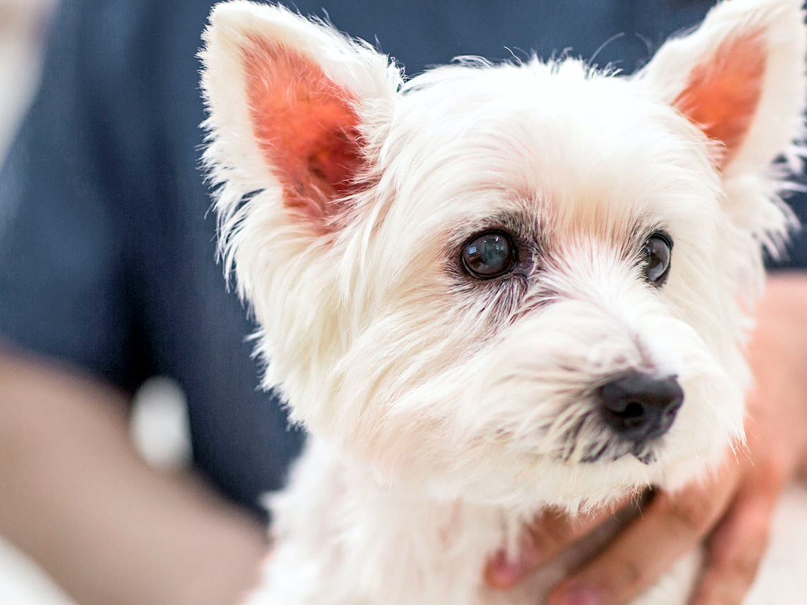 West Highland White Terrier yavrusu, veteriner hekimin ofisinde, muayene masasında oturuyor