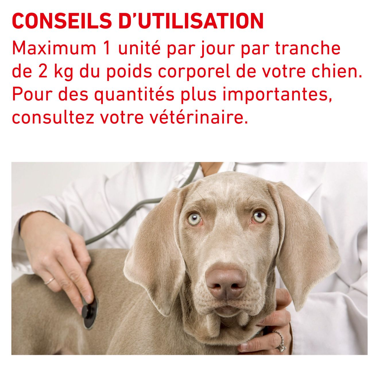 Pill   Assist Small Dog