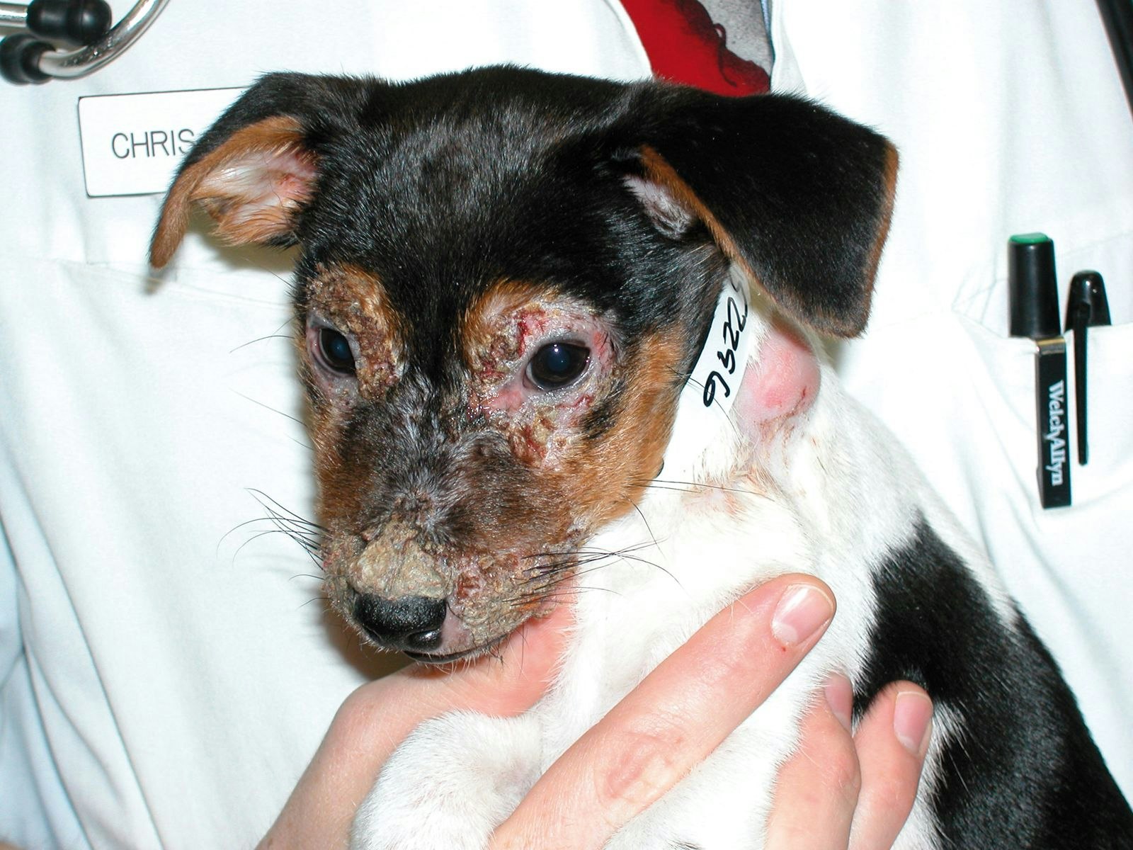 Costras y erosiones en la cara de un cachorro con celulitis juvenil.