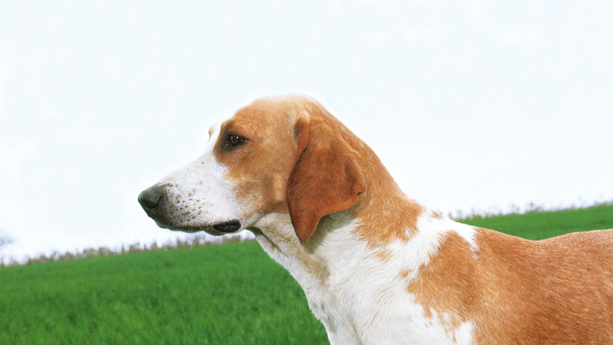 Great Angle Francais White and Orange Hound stood on grass, nose pointing to the side