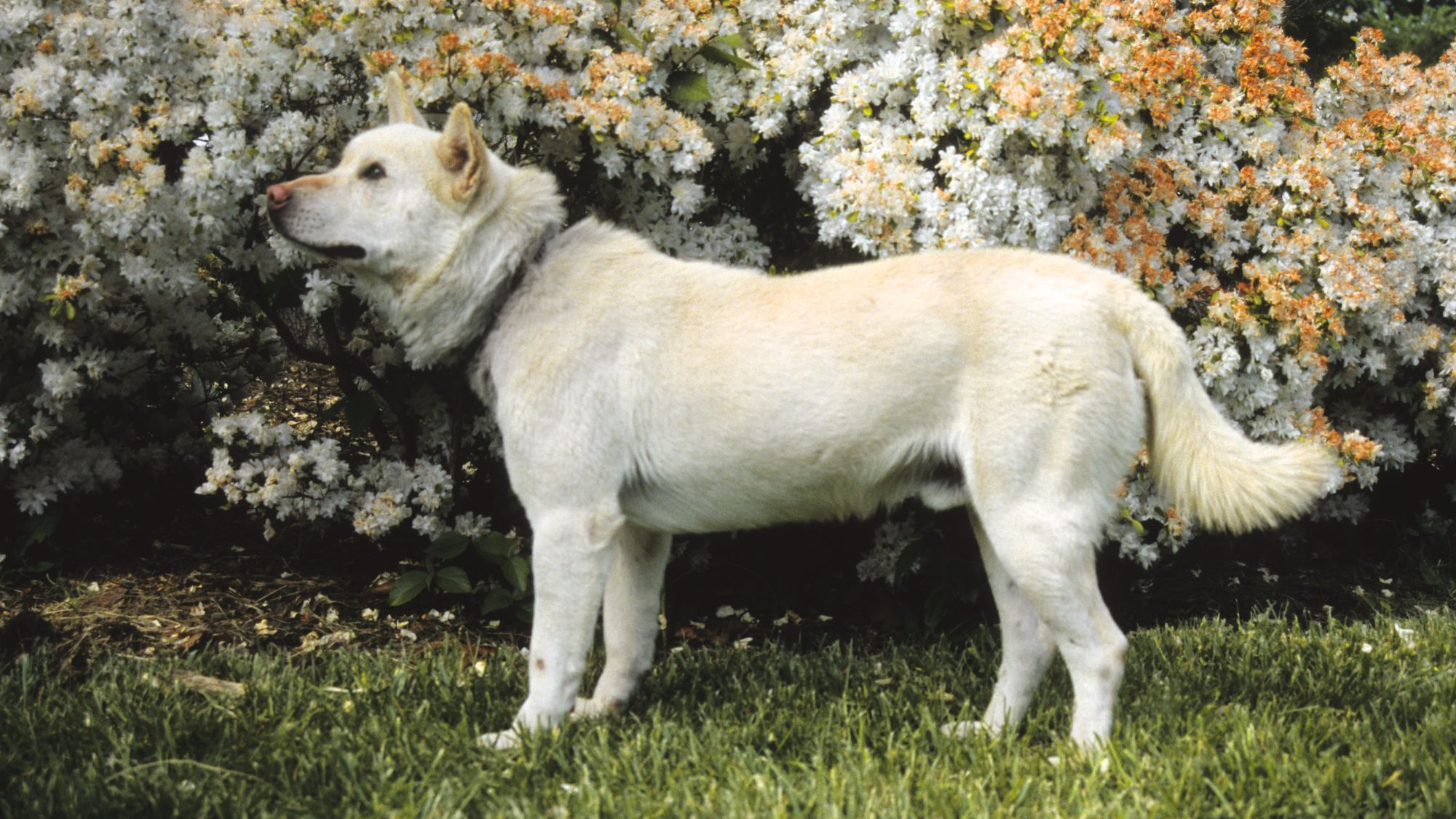 Korean Jingo Dog stood to the side in front of a flowering bush