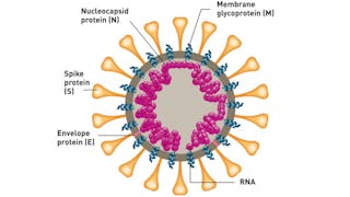 Peritonite Infecciosa Felina
