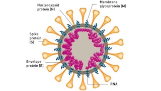 La péritonite infectieuse féline