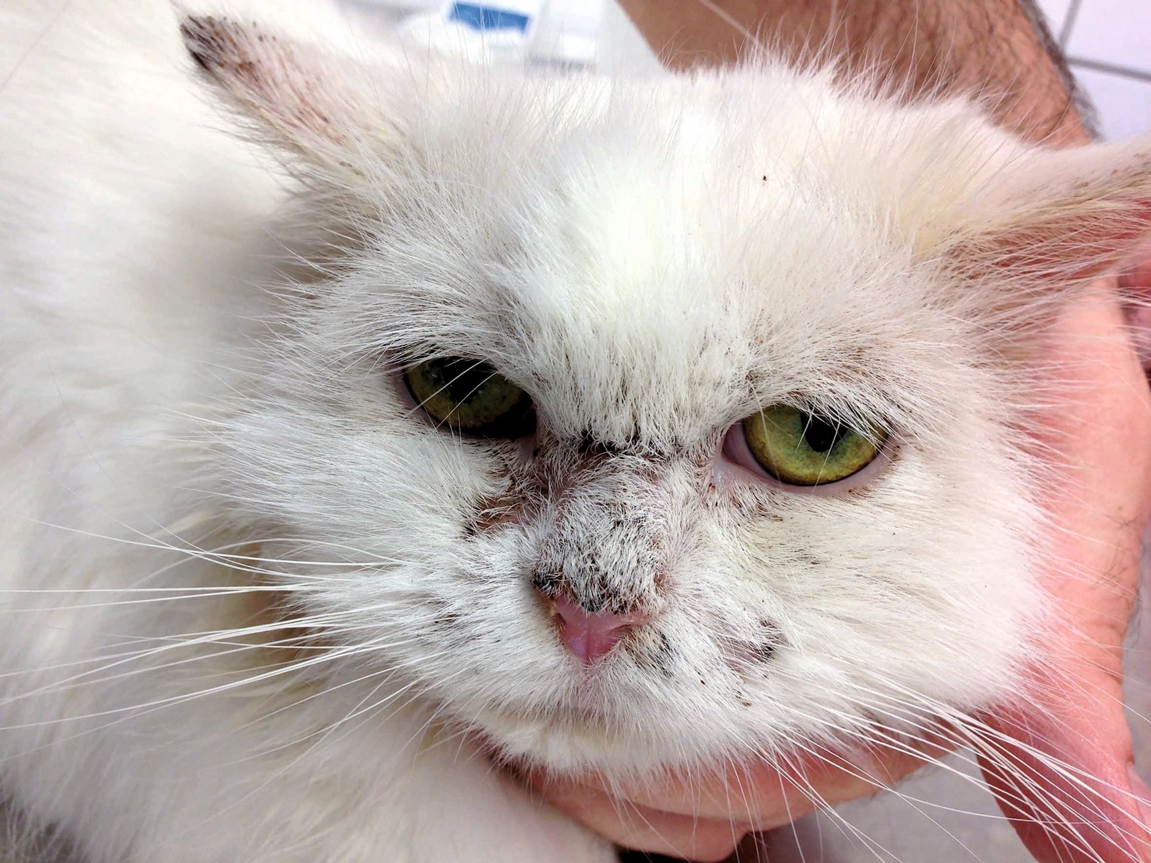 A DSH cat with nasal erythema, crusting and hair loss. The diagnosis was pemphigus foliaceus.