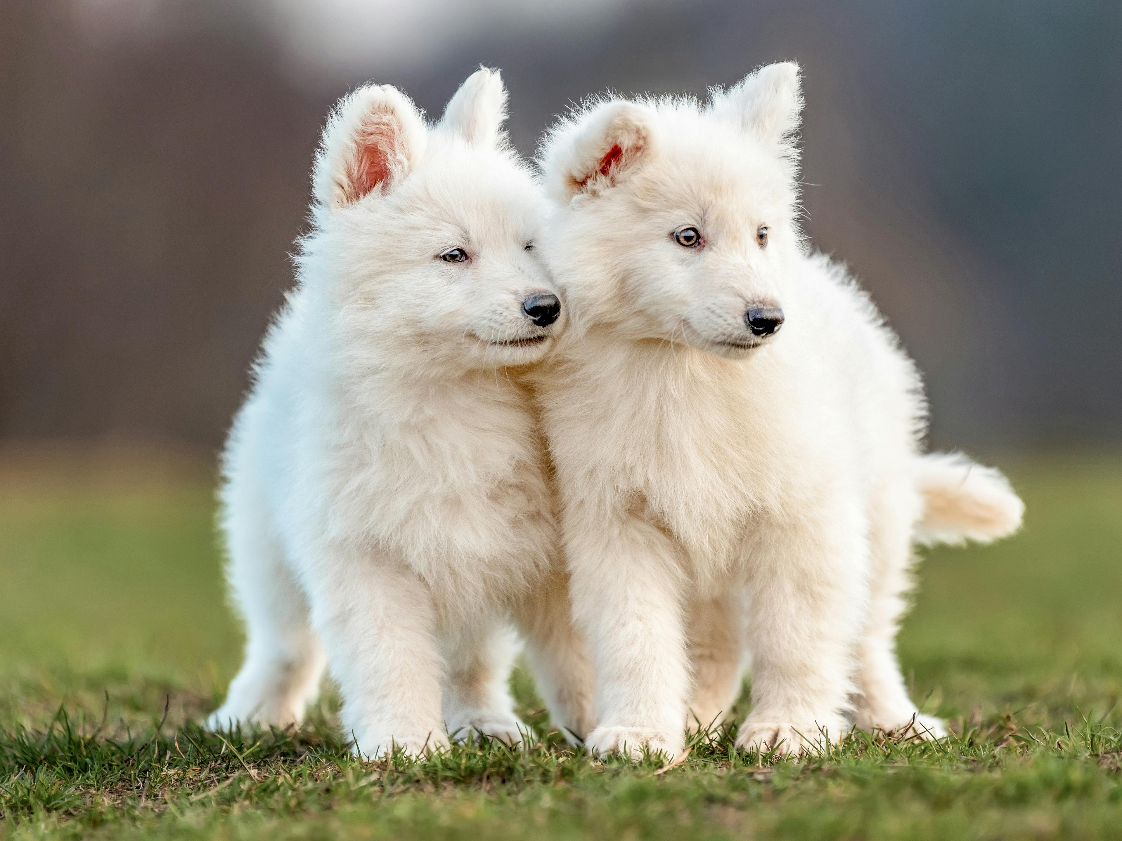 White Swiss Shepherd Dog puppies walking together outside
