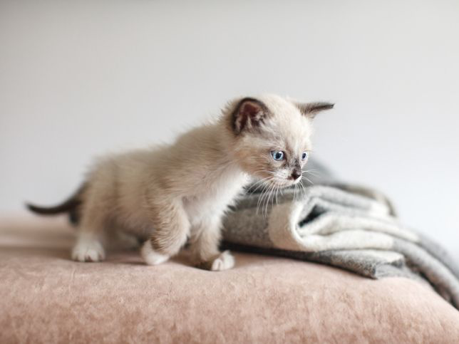 Kucing berada di atas sofa. Anak kucing yang penasaran di rumah