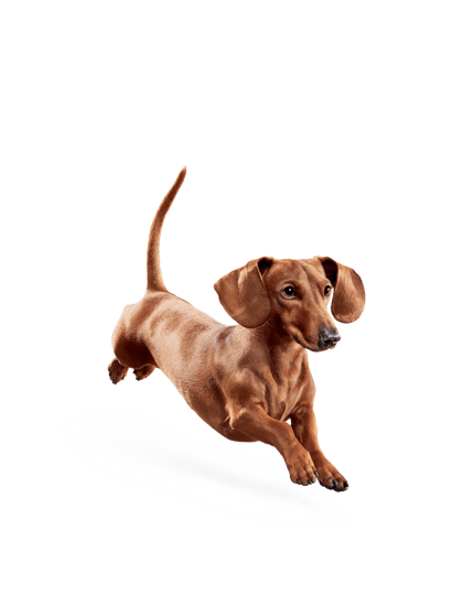 Eukanuba - Weight Control Small Breed - Facing Illustration (2019 Restage)
