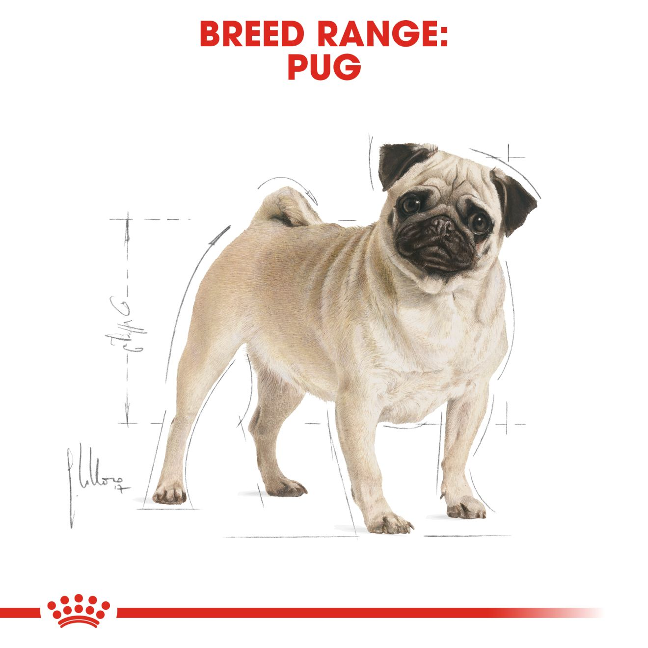 Royal canin shop para pug adulto