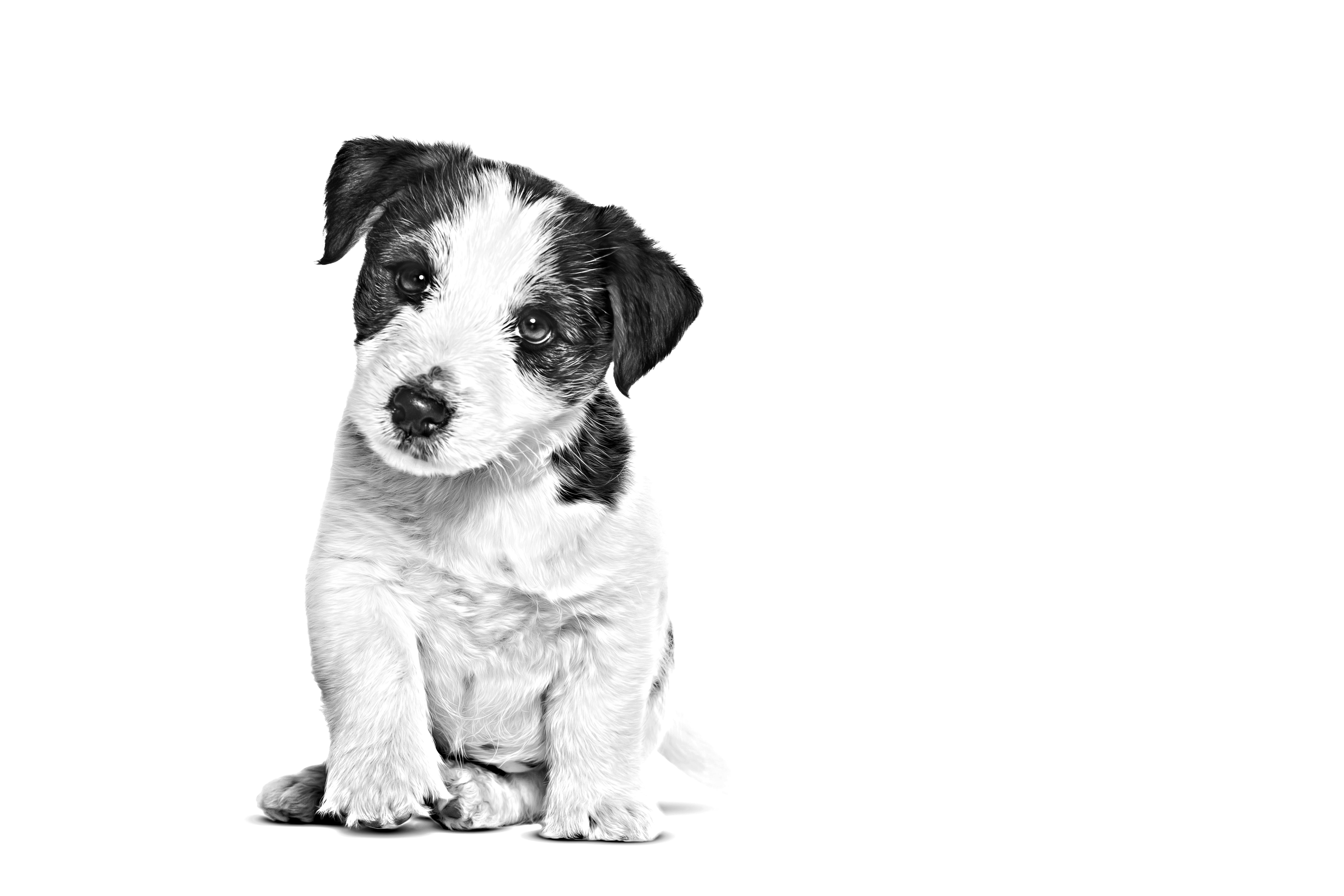 Zittende Jack Russell Terriër puppy in zwart-wit op een witte achtergrond