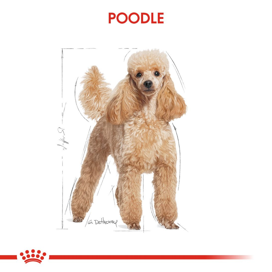 Poodle Adult