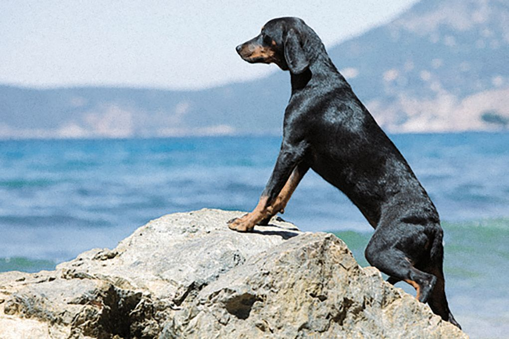 Montenegrin Mountain Hound leaning on rock in front of ocean