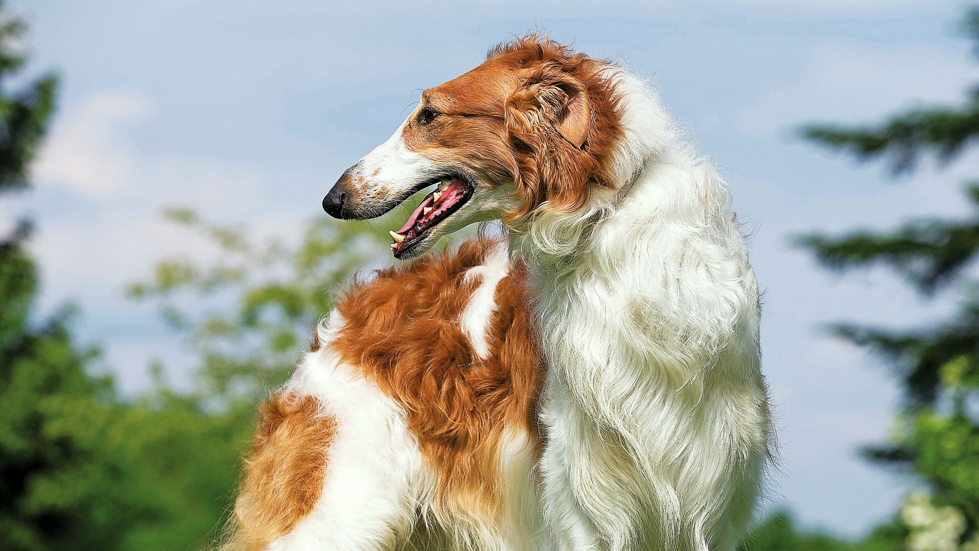 A Borzoi stood in the grass with head turned to the left