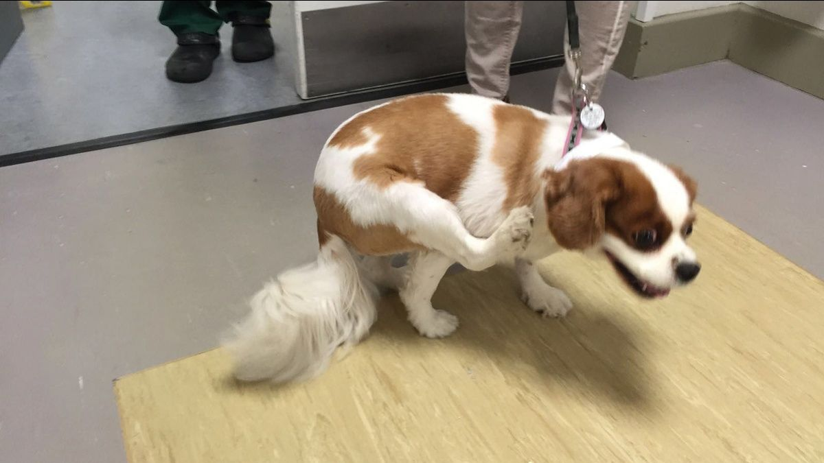 Malformation Chiari-like et syringomyélie