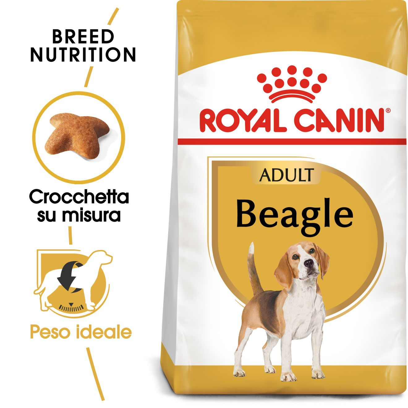 BEAGLE Adult