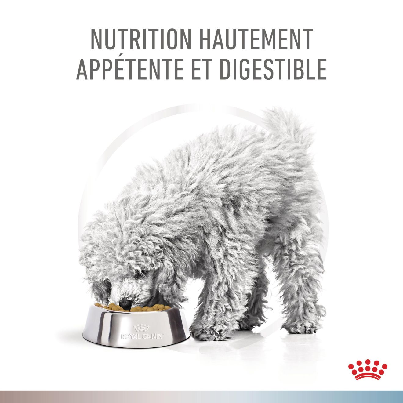 Gastrointestinal Low Fat + Hypoallergenic Chien